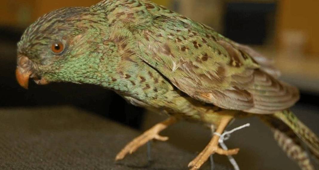 40 yıl sonra sevindiren haber geldi: Bu kez aynı hatayı yapmayalım! Dolu dizgin geri dönüyorlar... 9